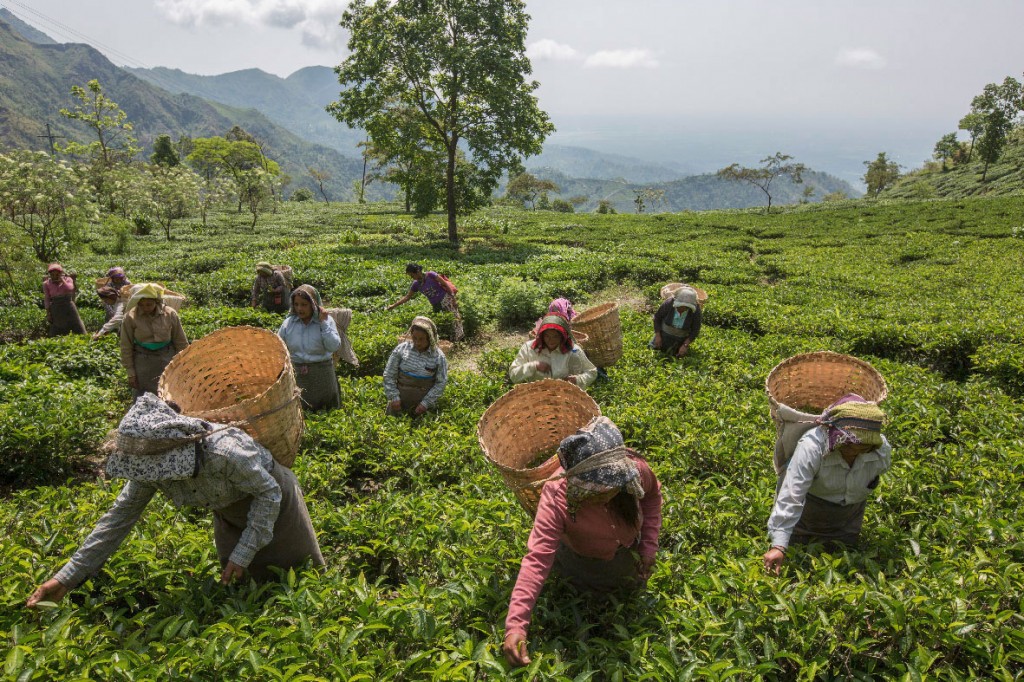 Pflückerinnen sammeln Teeblätter. Darjeeling-Tee ist weltweit einer der besten und teuersten mit einem Verkaufspreis bis zu 1.850,00 US-Dollar pro Kilo.
